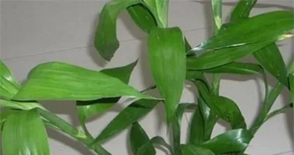 How to prevent and treat yellowing of Lucky Bamboo leaf tips? (Lucky Bamboo care tips, no need to worry about yellowing leaf tips!) 3