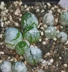 A Detailed Guide to Potting and Caring for Lithops (Timing, Methods, Precautions to Help You Become a Lithops Growing Expert!) 1