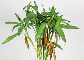 How to Care for Water Bamboo to Make it More Prosperous? (Water Bamboo Care Tips to Make Your Green Life More Vibrant) 1