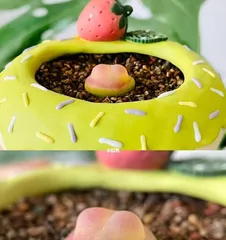 A Detailed Guide to Potting and Caring for Lithops (Timing, Methods, Precautions to Help You Become a Lithops Growing Expert!) 2