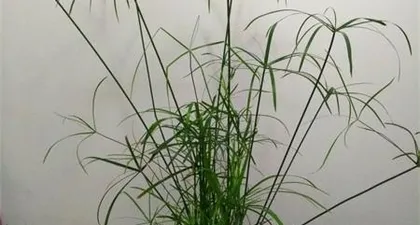 How to Care for Water Bamboo to Make it More Prosperous? (Water Bamboo Care Tips to Make Your Green Life More Vibrant) 2