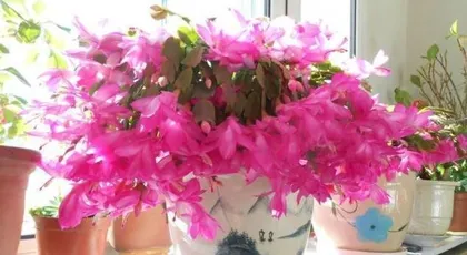 Flower Care Guide During Pregnancy (What Flowers to Grow During Pregnancy? Recommendations for 8 Top Species) 1