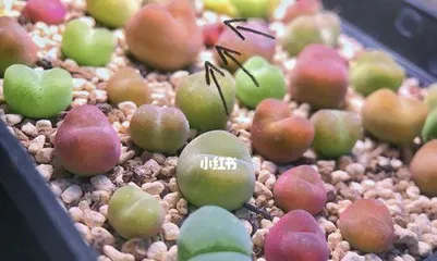 A Detailed Guide to Potting and Caring for Lithops (Timing, Methods, Precautions to Help You Become a Lithops Growing Expert!) 3