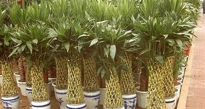How to Care for Water Bamboo to Make it More Prosperous? (Water Bamboo Care Tips to Make Your Green Life More Vibrant) 3
