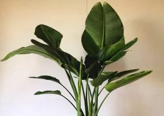 A Complete Guide to Caring for a Bird of Paradise After Repotting (Detailed Introduction on Watering, Light, Soil Conditioning, etc.) 1
