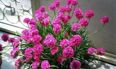 Flower Care Guide During Pregnancy (What Flowers to Grow During Pregnancy? Recommendations for 8 Top Species) 2