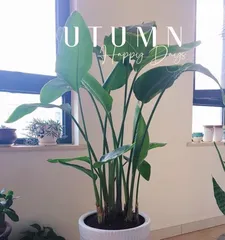 A Complete Guide to Caring for a Bird of Paradise After Repotting (Detailed Introduction on Watering, Light, Soil Conditioning, etc.) 2