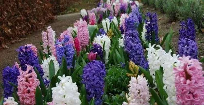 Flower Care Guide During Pregnancy (What Flowers to Grow During Pregnancy? Recommendations for 8 Top Species) 3