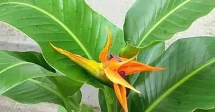A Complete Guide to Caring for a Bird of Paradise After Repotting (Detailed Introduction on Watering, Light, Soil Conditioning, etc.) 3