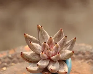 What are the care methods for the Red Claw succulent? What should be paid attention to in daily care? 1