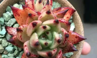 What are the care methods for the Red Claw succulent? What should be paid attention to in daily care? 2