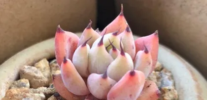 What are the care methods for the Red Claw succulent? What should be paid attention to in daily care? 3