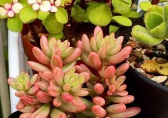 What are the secrets to quickly making a Jade Plant bushy? How to create a charming bonsai? 1