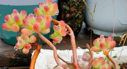 What are the secrets to quickly making a Jade Plant bushy? How to create a charming bonsai? 2