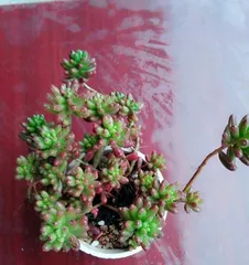 What are the secrets to quickly making a Jade Plant bushy? How to create a charming bonsai? 3