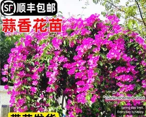 A Complete Guide to Garlic Vine Care and Flowering (From Planting to Flowering, Make Garlic Vine a Highlight in Your Garden) 1