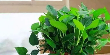 How to Make Your Large Pothos More Lush (Care Tips, Making Your Pothos the Focus of Your Home) 1