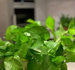 How to Make Your Large Pothos More Lush (Care Tips, Making Your Pothos the Focus of Your Home) 2