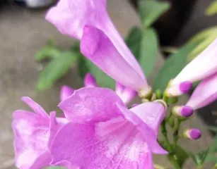 A Complete Guide to Garlic Vine Care and Flowering (From Planting to Flowering, Make Garlic Vine a Highlight in Your Garden) 2