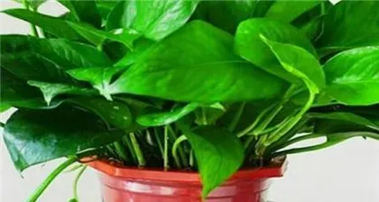 How to Make Your Large Pothos More Lush (Care Tips, Making Your Pothos the Focus of Your Home) 3