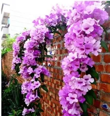 A Complete Guide to Garlic Vine Care and Flowering (From Planting to Flowering, Make Garlic Vine a Highlight in Your Garden) 3