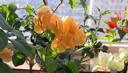 Bougainvillea Flowering Secrets (How to Care for Bougainvillea to Promote Multiple Blooms) 1