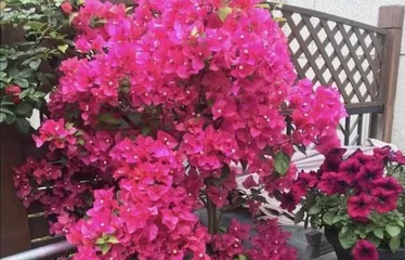 Bougainvillea Flowering Secrets (How to Care for Bougainvillea to Promote Multiple Blooms) 2