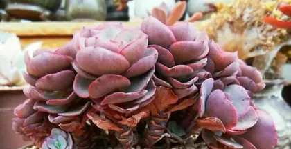 Complete Guide to Caring for Big Leaf Showy Old Stump (Teaching You How to Prune, Shape, and Grow Correctly)1