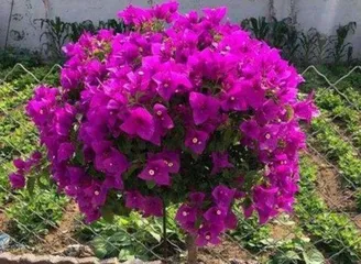 Bougainvillea Flowering Secrets (How to Care for Bougainvillea to Promote Multiple Blooms) 3