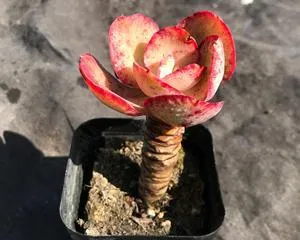 Complete Guide to Caring for Big Leaf Showy Old Stump (Teaching You How to Prune, Shape, and Grow Correctly)2