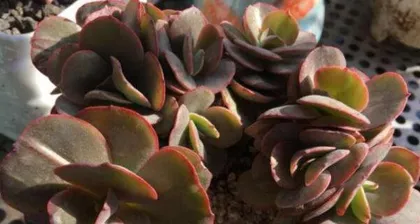Complete Guide to Caring for Big Leaf Showy Old Stump (Teaching You How to Prune, Shape, and Grow Correctly)3