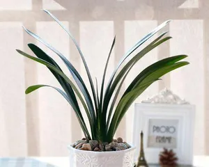 What flowers are suitable for Virgos? What are the precautions for flower care? 1