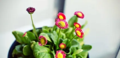 What flowers are suitable for Virgos? What are the precautions for flower care? 2
