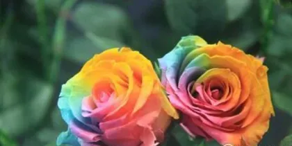 What flowers are suitable for Virgos? What are the precautions for flower care? 3