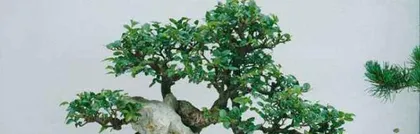 小叶榔榆盆景的养护方法与注意事项(打造优美盆景)2