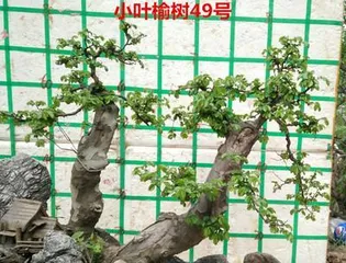小叶榔榆盆景的养护方法与注意事项(打造优美盆景)3