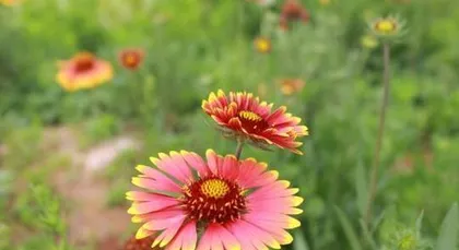 Flowers of Unity, Signifying Excellence (Exploring the World of Plants Symbolizing Unity, a Blend of Meaning and Culture) 1