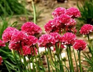 Flowers of Unity, Signifying Excellence (Exploring the World of Plants Symbolizing Unity, a Blend of Meaning and Culture) 2