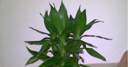 Indoor Cultivation Methods and Precautions for Panax notoginseng (Key to Healthy Growth and Care Points) 1