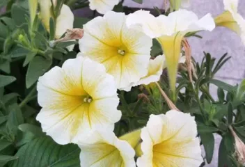 How to Care for Petunias in Summer? What are the Precautions? 1