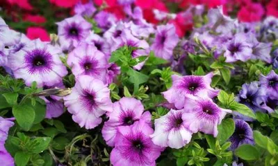 How to Care for Petunias in Summer? What are the Precautions? 2