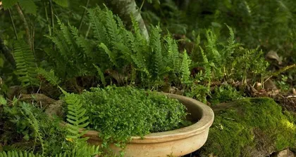 How to care for moss? What care techniques do you need to master? 1