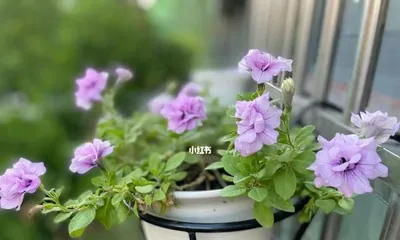 How to Care for Petunias in Summer? What are the Precautions? 3