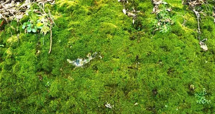 How to care for moss? What care techniques do you need to master? 2