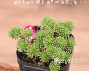 Analysis of Spherical Pine Succulent Full Pot Techniques (How to Care for Spherical Pine Succulent to Make it Grow Strong and Full Pot?) 1