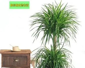 Home Care for Dragon Trees, Step by Step (Easily Master the Indoor Cultivation Method of Dragon Trees) 1
