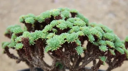 Analysis of Spherical Pine Succulent Full Pot Techniques (How to Care for Spherical Pine Succulent to Make it Grow Strong and Full Pot?) 2