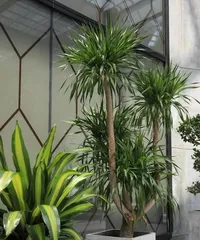 Home Care for Dragon Trees, Step by Step (Easily Master the Indoor Cultivation Method of Dragon Trees) 2