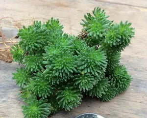 Analysis of Spherical Pine Succulent Full Pot Techniques (How to Care for Spherical Pine Succulent to Make it Grow Strong and Full Pot?) 3