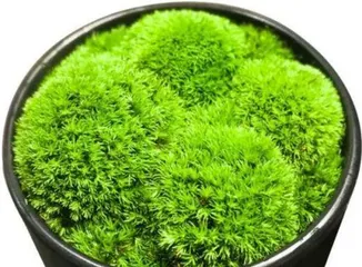 How to care for moss? What care techniques do you need to master? 3
